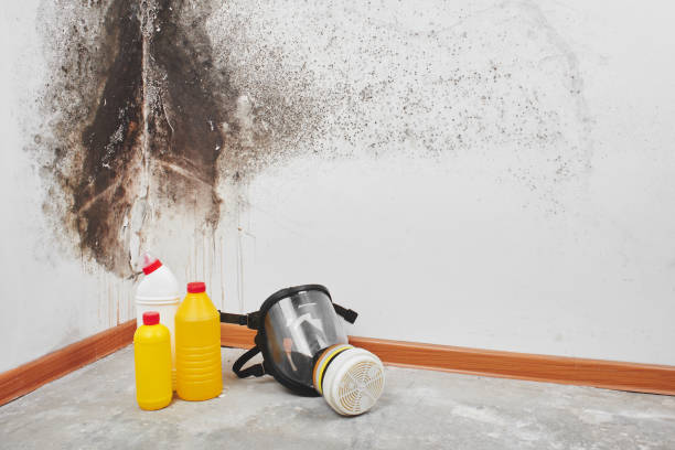 Best Certified Mold Removal  in Clark Mills, NY