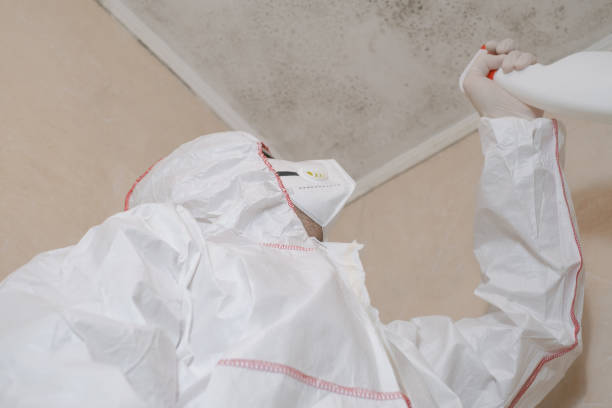 Best Mold Removal Specialists  in Clark Mills, NY