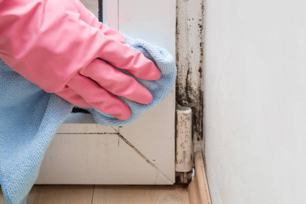 Mold Testing and Removal in Clark Mills, NY
